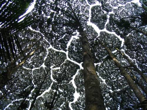 A phenomenon called “crown shyness” can be found in Camphor trees, where the crowns of the Camphor t