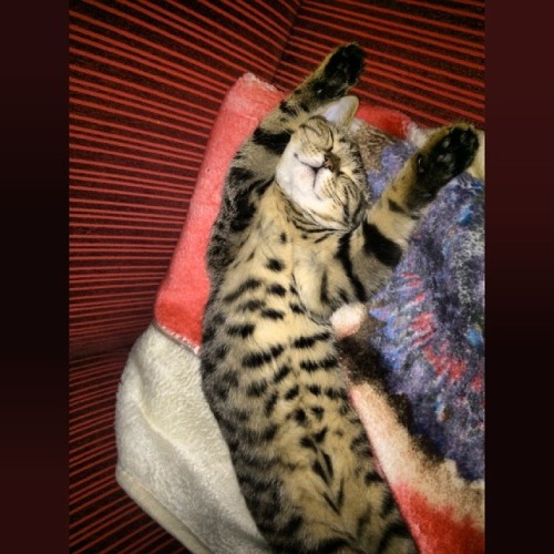 sleeping beauty)  #cat #cats #ScottishFold #ScottishFold #кошки #кошка #киска #мимими