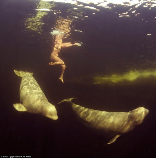 lapetitecole: Science. Swimming with Belugas.