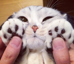 culturenlifestyle: Scottish fold kitty called Hana from Japans has garnered over 250k followers on Instagram with her adorable big eyes. Keep reading 