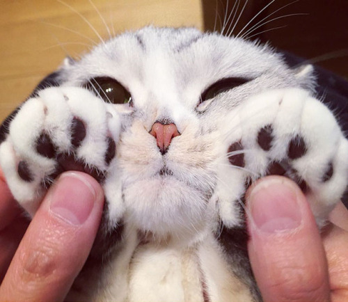 littlenerdybabye:  culturenlifestyle:  Scottish fold kitty called Hana from Japans has garnered over 250k followers on Instagram with her adorable big eyes. Keep reading   OH…MY…GOSHIES!!! 😻😽😸