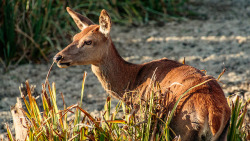 animal-photographies:  cierva