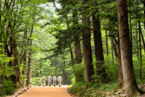 Beautiful old forest in front of Woljeongsa Temple, Pyeongchang.