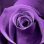 purple-flowers-0-0