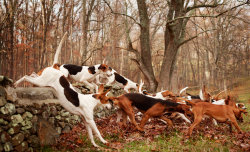 huntinggunsandcoldbeers:  Hunting Dogs Photo