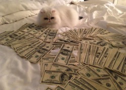 surlytemple:   GIRLS DON’T LIKE BOYS; GIRLS LIKE CATS AND MONEYYYYYY 