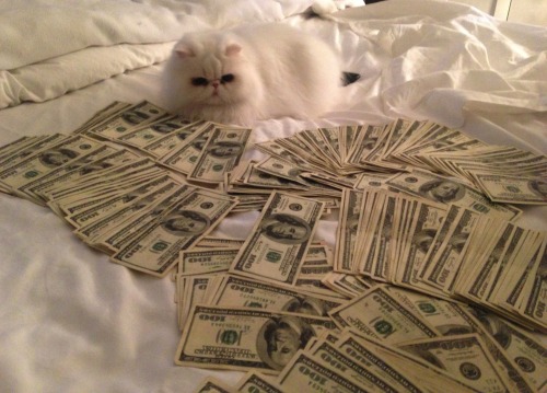 surlytemple: GIRLS DON’T LIKE BOYS; GIRLS LIKE CATS AND MONEYYYYYY