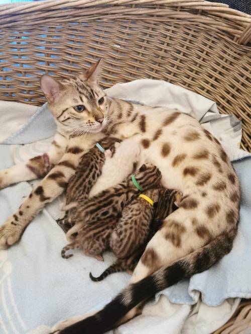 awsomecutecats: UPDATE!!! Elsa had 8 babies!!!!!!!! Cutest little things. Growing great all of them,