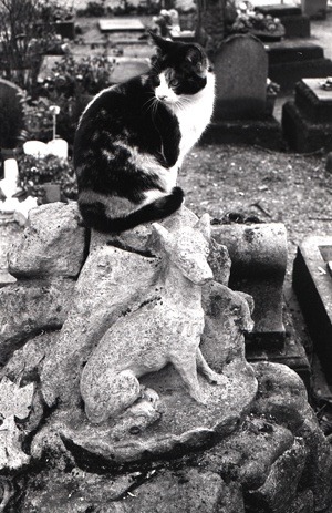 Le Cimetiere des Chiens– Cat sitting on dog’s grave.