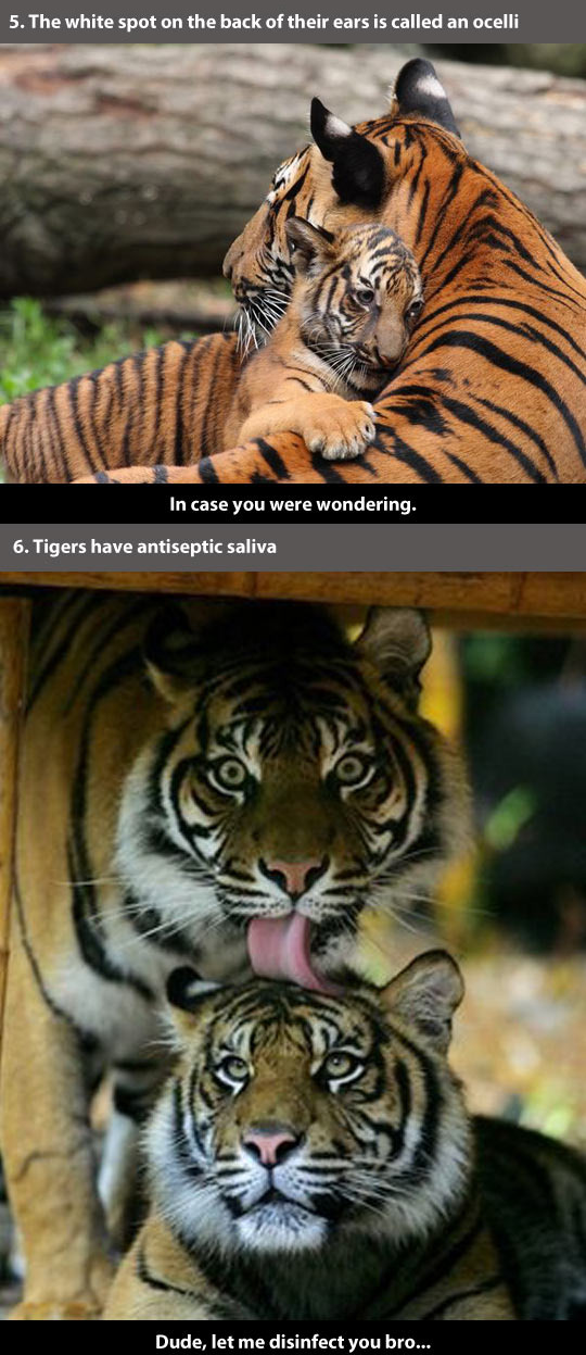 trendingly:  21 Amazing Facts About Tigers click Here to see the rest!   And thats