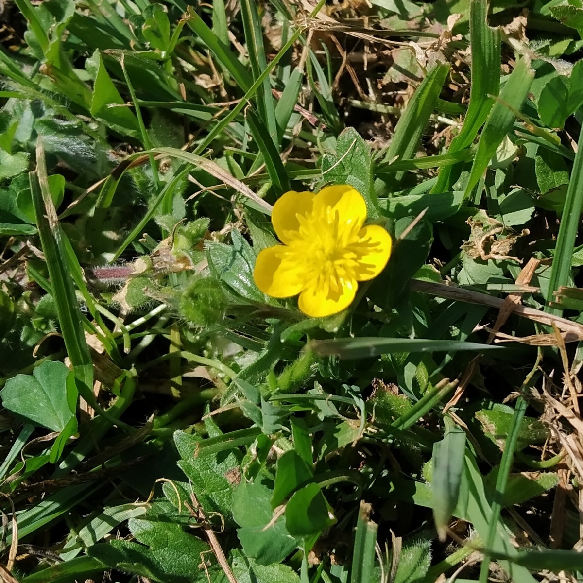 meadow buttercup meadow buttercup