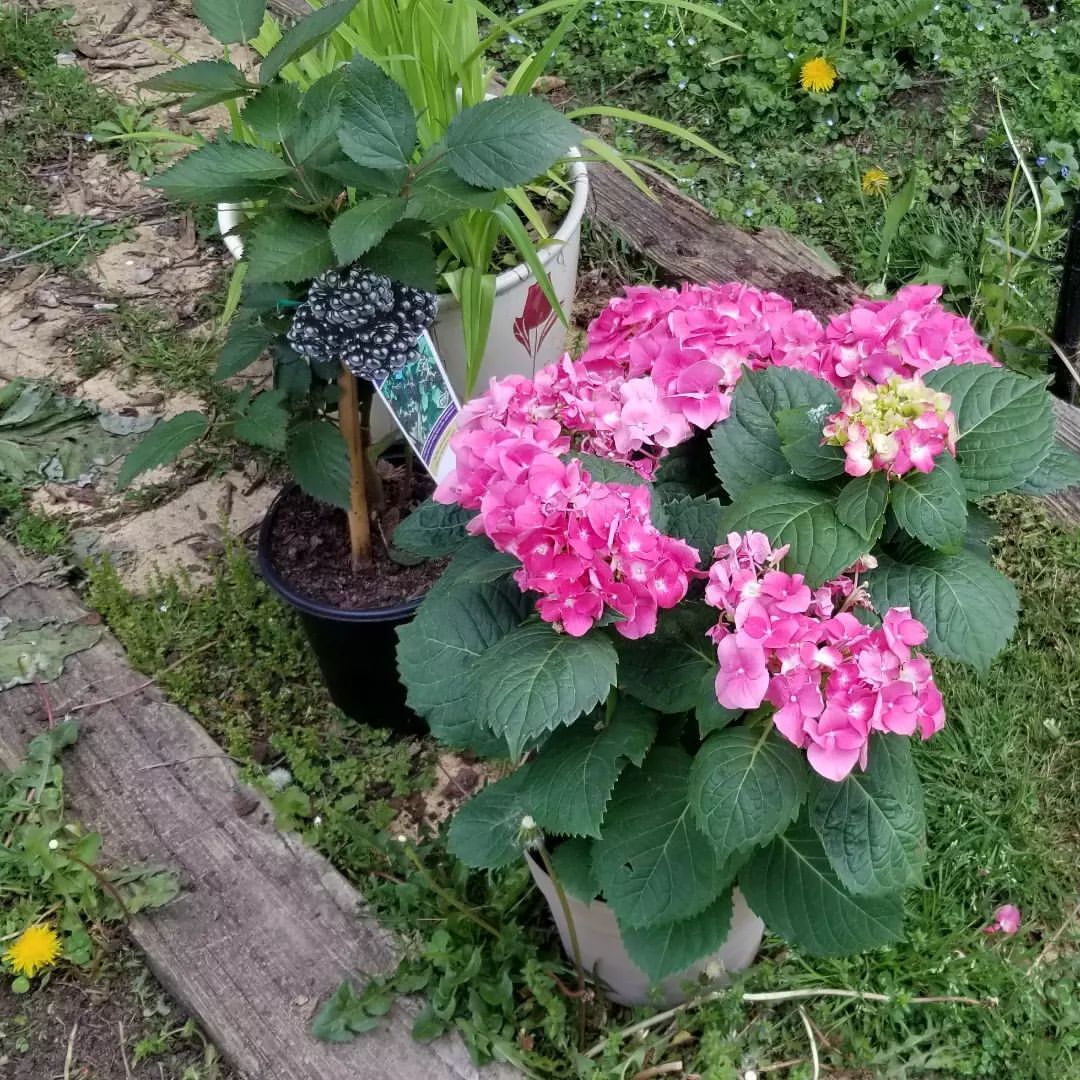 Plantflowers Tumblr Gallery plantflowers-tumblr-gallery
