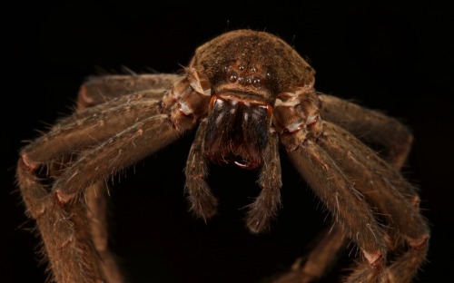 Shed exoskeleton of a Huntsman Spider (Sparassidae)