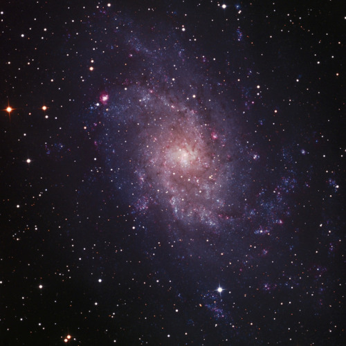 M33 Revisited, M33 & M31 The Southward Reaches By Tim Stone
