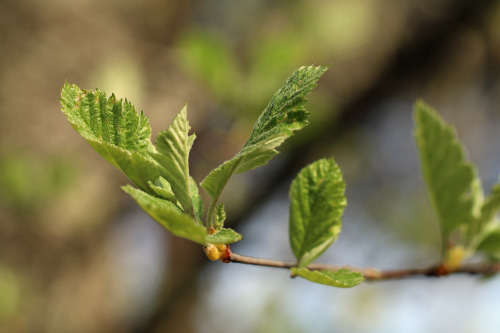 The wonders of the colour green.