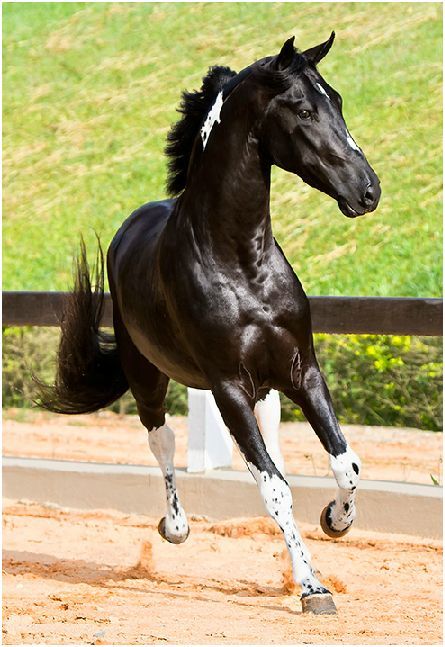 equine-hourglass:  horsesfuckyeah:  © Raphael Macek  These markings are breathtaking.  gorgeous!