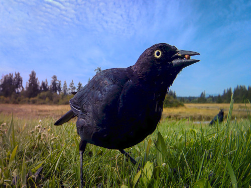 Brewer’s Blackbird from my camera trap in Campbell River, BC. The dynamic range on the cam is 