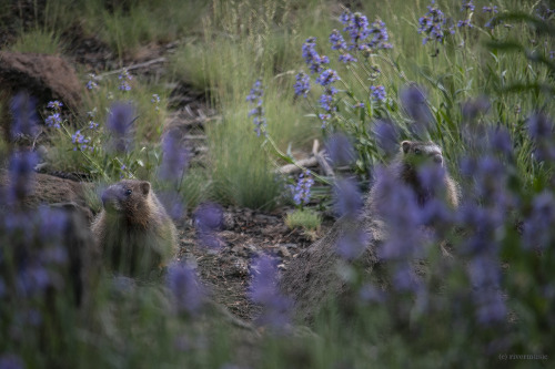 riverwindphotography: A friendly pair of Yellow-bellied Marmots peered at me through the Penstemon. 