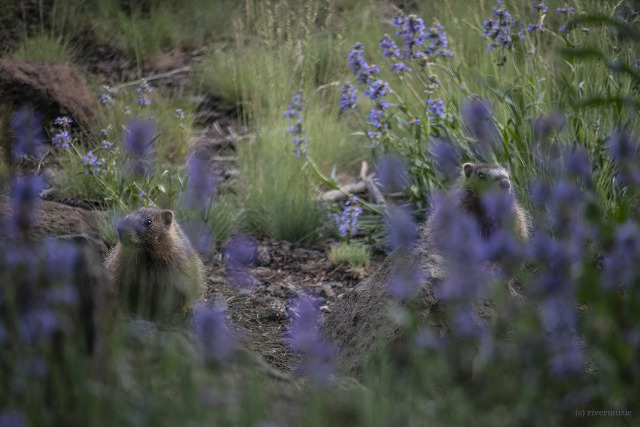 A friendly pair of Yellow-bellied Marmots peered at me through the Penstemon. They are busy feeding and gathering grasses to dry...