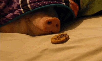 Porn thatsthat24:  Cookie-filled pig-in-a-blanket photos