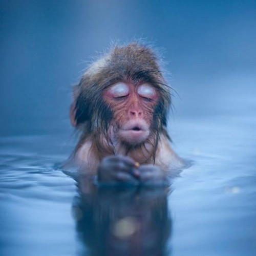 nineteenpercent:  liveyourmflife:  Zen. Xo  This little monkey looks like she’s taking a moment of silence after receiving some shade and preparing to go IIIIIINNNNN.  