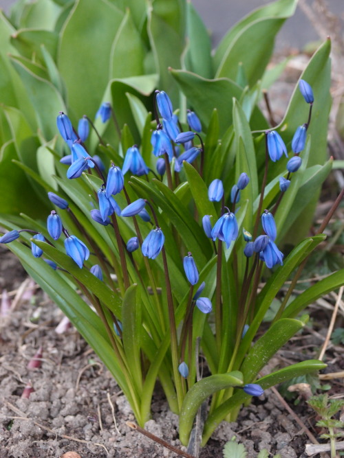 Scilla siberica — Siberian squill a.k.a. wood squill