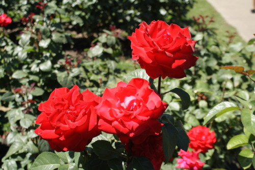 I’ve been meaning to go to the Rose Test Garden some time this summer, and finally did yesterday.