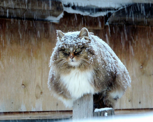 Alla Lebedeva aka Алла Лебедева (Siberian, b. Barnaul, Siberia, Russia) - Siberian Cat  Photography 