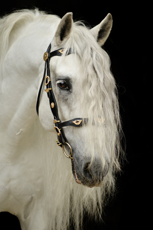 phoenixir:Photographed by Emmy Eriksson‎