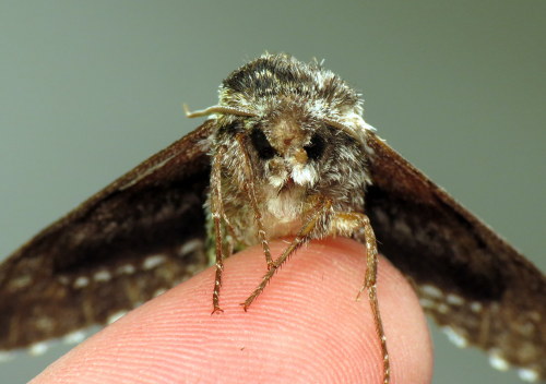 coolbugs:Bug of the DayGrump Moth is GRUMPY.