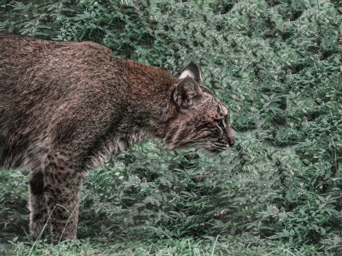 Bobcat photographed at the Homosassa Springs State Wildlife Park.
