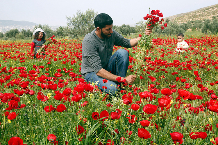 biladal-sham:   Palestinian Mohamad Abu Thabet collects anemone coronaria flowers