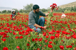 Biladal-Sham:   Palestinian Mohamad Abu Thabet Collects Anemone Coronaria Flowers