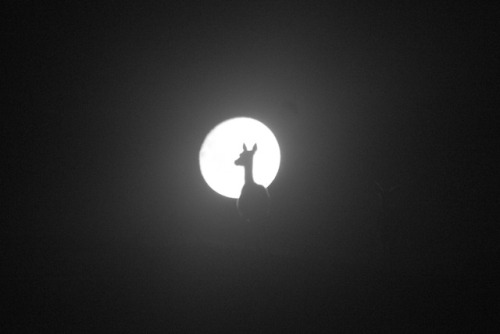 wavelasso:Deer in the moon.