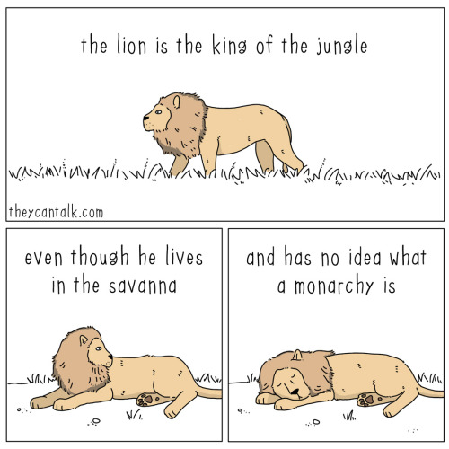 theweefreewomen:theycantalk:king of the jungle [ID: comic of a lion walking through grass, then lyin