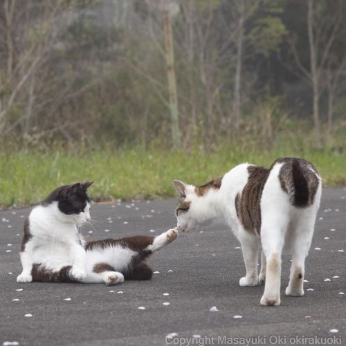 足先くんかくんか。#cat #ねこ #猫 #yourshotphotographer #東京カメラ部 #nekoclub #catsofinstagramか #cats_of_world #cat