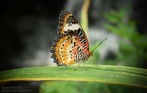 ~ Leopard Lacewing ~A leopard Lacewing butterfly I saw at Stratford Butterfly Farm :3Summer 2018 (Au