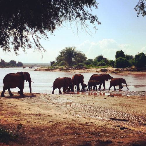 I fell in love ❤️ #safetheelephants #samburu adult photos