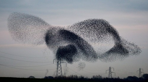 secfromdisaster:Thousands of the birds have arrived to roost in the village near Gretna, Scotland, w