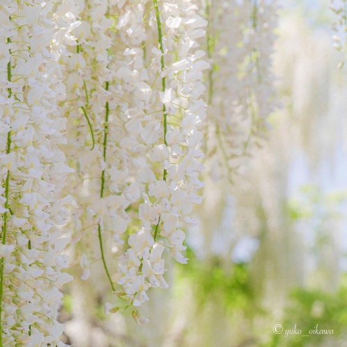 White ethereal Wisteria ~ yukooikawa 