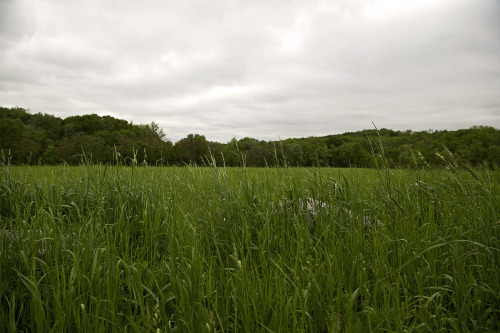 melissaodonohue: Field, Salisbury Mills, NY