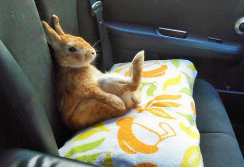 thefingerfuckingfemalefury:  the-awesome-quotes:    This Bunny Understands Short People Problems   Me as a bun…