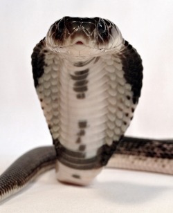 herpswelcome:  Indo-Chinese spitting cobra