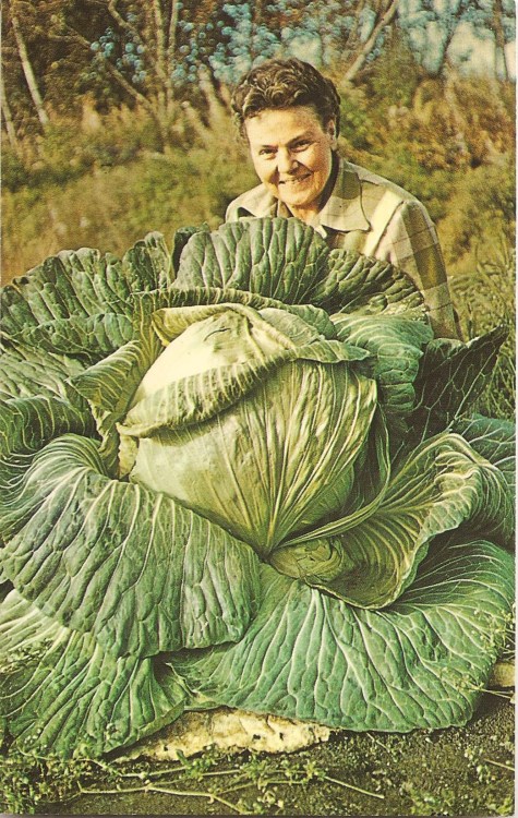 frankcolumbo:Big Cabbages
