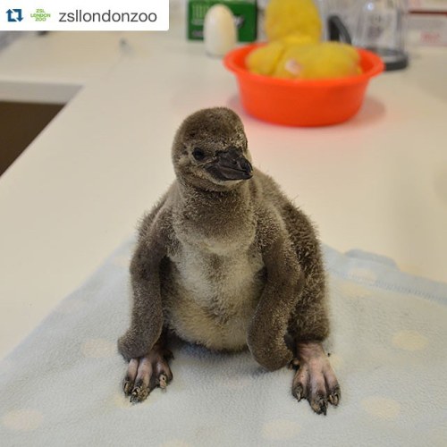 #Repost @zsllondonzoo with @repostapp. ・・・ Help us name one of our new penguin chicks and you could 
