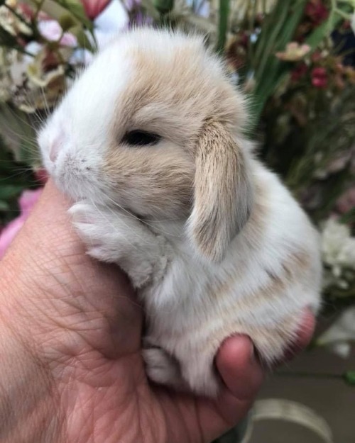 adorable-bunnies: ❤️