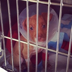 petspot:  🐾please say a prayer for bruce🙏. Poor lil guy contracted the parvo virus and has been rushed to the vet🐾 sorry to hear that @tombunch he’ll be in my prayers.🐾 by insta_pitts via Instagram http://instagram.com/p/XgnWUyH6QR/