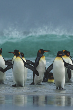 captvinvanity:    King Penguins   | Photographer