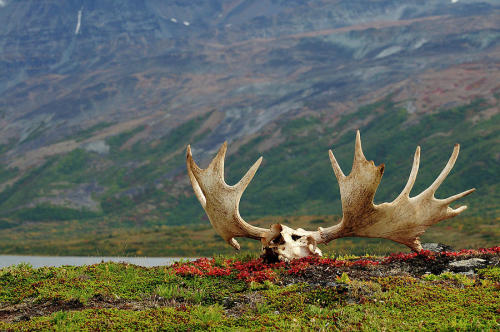 basicallyimcat1: Bull moose skull in Alaska taken by: Beck Photography 