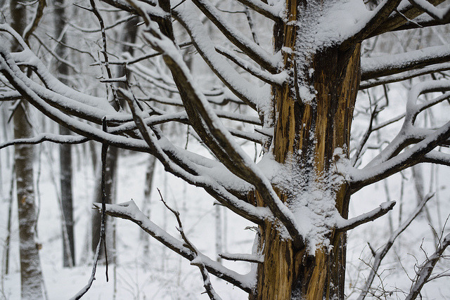 oix:  Snowy Ennis Tree by Rh+ on Flickr. 